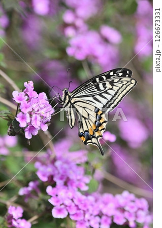 春イメージ(アゲハチョウ:Swallowtail butterfly / spring image) 春イメージ(アゲハチョウ:Swallowtail butterfly / spring image) 126673331