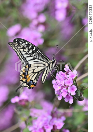 春イメージ(アゲハチョウ：Swallowtail butterfly / spring image) 126673332