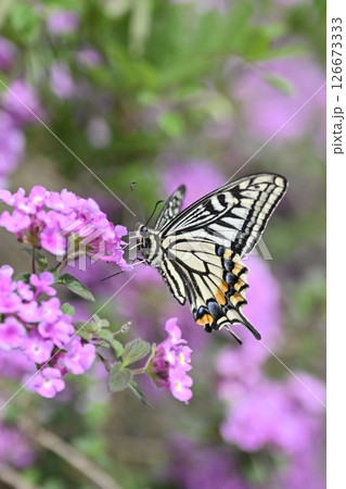 春イメージ(アゲハチョウ:Swallowtail butterfly / spring image) 春イメージ(アゲハチョウ:Swallowtail butterfly / spring image) 126673333