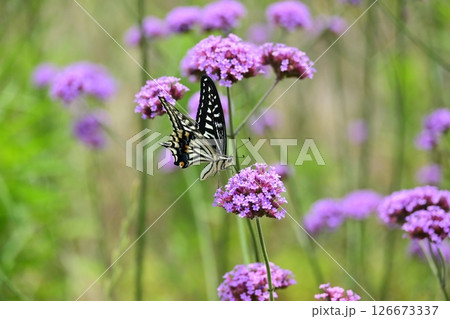 春イメージ(アゲハチョウ：Swallowtail butterfly / spring image) 126673337