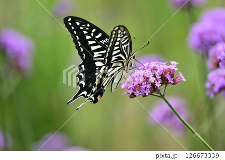 春イメージ(アゲハチョウ：Swallowtail butterfly / spring image) 126673339