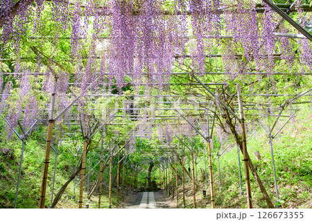 えさし藤原の郷　春　藤の花　岩手県 126673355