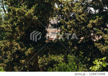 Lush trees framing a distant city view under a clear sky. Lush trees framing a distant city view under a clear sky. 126673406