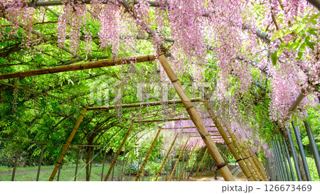 朝日差し込む　美しい藤棚　岩手県 126673469