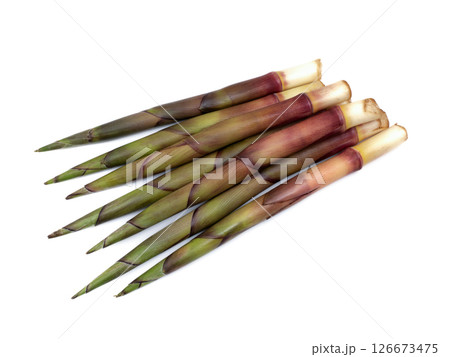 生の根曲がり筍 生の根曲がり筍 126673475