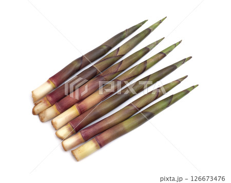 生の根曲がり筍 126673476