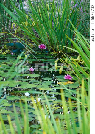 Tranquil Water Lilies beautifully blooming in a Serene and Peaceful Pond setting 126673732