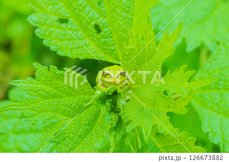 紫蘇の葉に隠れ獲物を待つアマガエル 126673882