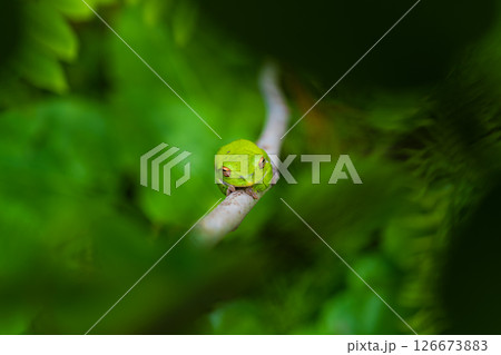 茂みに隠れ獲物を待つカエル 茂みに隠れ獲物を待つカエル 126673883