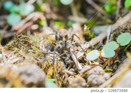 卵のうを尻に付けて運ぶコモリグモ 126673886