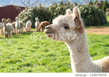 アルパカ あるぱか 農場 126674039