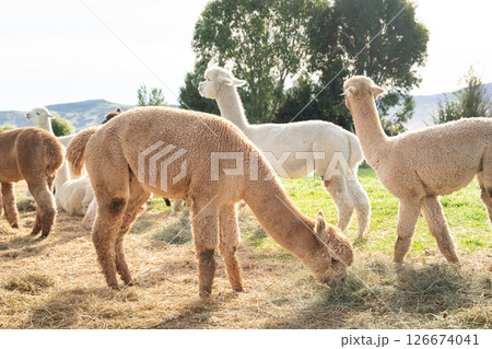 アルパカ あるぱか 農場 126674041