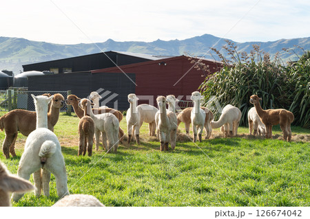 アルパカ あるぱか 農場 126674042