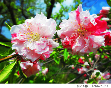 ハナモモの花と青空のきれいな風景 ハナモモの花と青空のきれいな風景 126674063