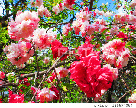 ハナモモの花と青空のきれいな風景 126674064