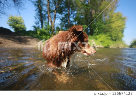 A brown dog is in the water, splashing around and enjoying itself A brown dog is in the water, splashing around and enjoying itself 126674128