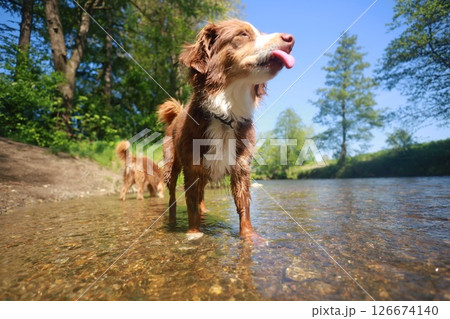 A dog is standing in a river with its tongue out A dog is standing in a river with its tongue out 126674140