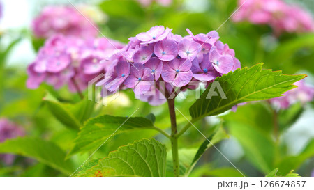 紫陽花　(梅雨のイメージ等に) 126674857