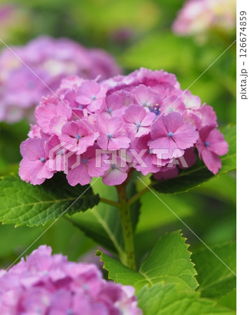 紫陽花 (梅雨のイメージ等に) 紫陽花 (梅雨のイメージ等に) 126674859