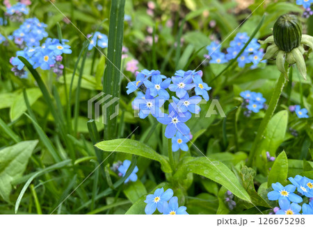 Close-up of vibrant blue forget-me-not flowers blooming in a lush green meadow.  126675298