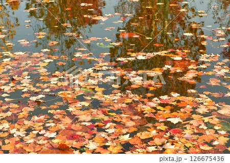 Photo of water surface covered in fallen leaves in autumn Photo of water surface covered in fallen leaves in autumn 126675436