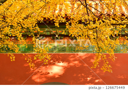 Photo of ginkgo leaves next to the eaves of a traditional Chinese building, taken at the famous Ming Xiaoling Mausoleum in Nanjing, Jiangsu Province, China Photo of ginkgo leaves next to the eaves of a traditional Chinese building, taken at the famous Ming Xiaoling Mausoleum in Nanjing, Jiangsu Province, China 126675449