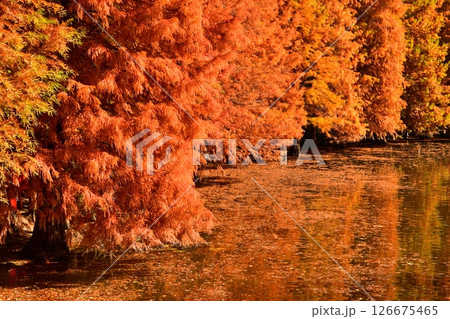 Photo of golden metasequoia trees near a pond in autumn Photo of golden metasequoia trees near a pond in autumn 126675465
