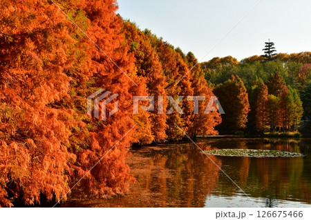 Photo of golden metasequoia trees near a pond in autumn Photo of golden metasequoia trees near a pond in autumn 126675466