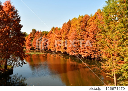 Photo of golden metasequoia trees near a pond in autumn 126675470
