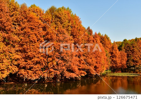 Photo of golden metasequoia trees near a pond in autumn 126675471