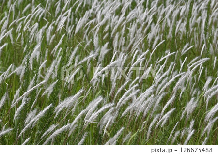 草原を吹く風にたなびくチガヤの白い穂 草原を吹く風にたなびくチガヤの白い穂 126675488