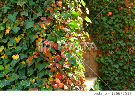 Close-up photo of vines on building exterior in autumn 126675517