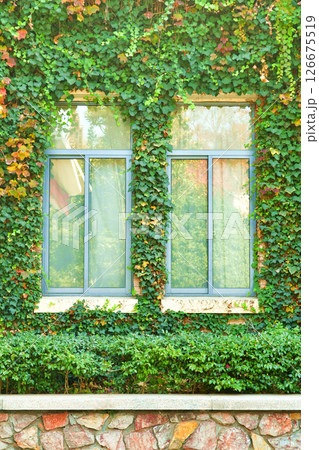 Photo of windows on facade of building covered with vines in autumn Photo of windows on facade of building covered with vines in autumn 126675519