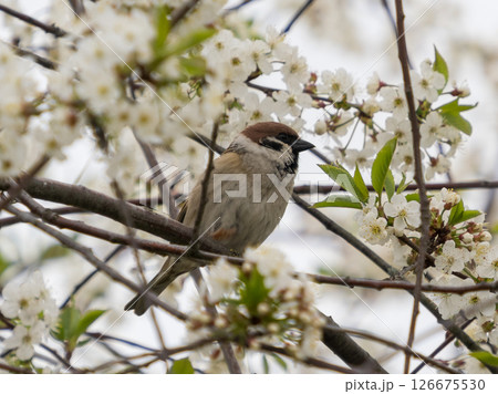 Cute little sparrow sitting on branch of flowering plum or cherry tree. Springtime. Eurasian tree sparrow perched on tree branch. Tree sparrow feeding on petals of flowering cherry tree, close up 126675530