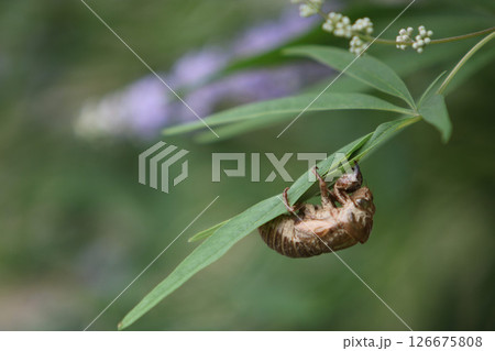 夏の蝉の抜け殻 126675808
