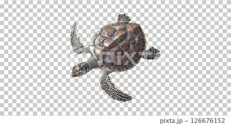 Realistic Sea Turtle Illustration. Marine Life And Conservation Symbol Isolated On Transparent Background 126676152