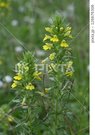 草原に咲くセイヨウヒキヨモギの黄色い花 草原に咲くセイヨウヒキヨモギの黄色い花 126676306