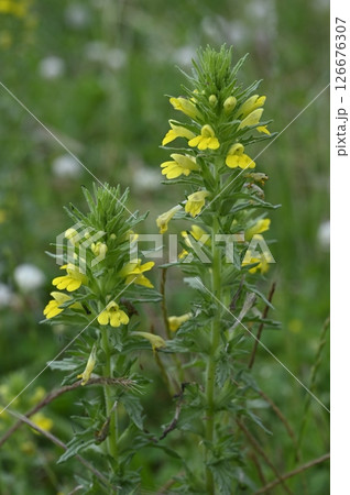 草原に咲くセイヨウヒキヨモギの黄色い花 126676307
