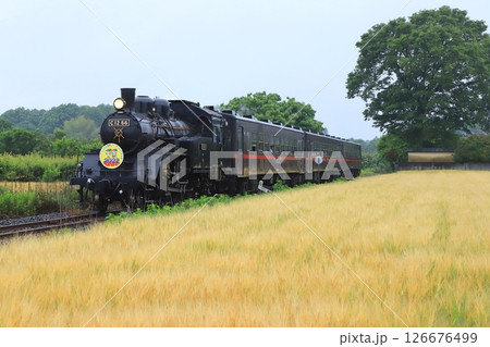 真岡鐵道「麦畑のある沿線風景を走るSLもおか号」 126676499