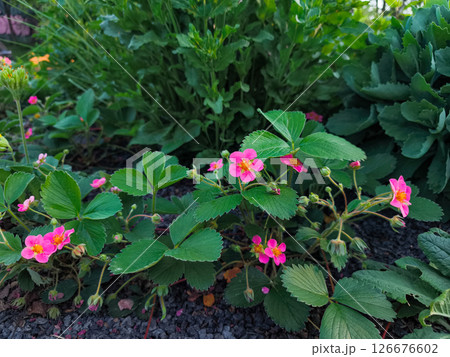 Blooming wild strawberry plants showing vibrant pink flowers in prague letna park 126676602