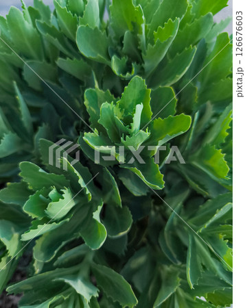 Green showy stonecrop sedum spectabile growing in prague 126676603