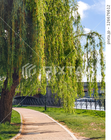 Weeping willow branches hanging over vltava river embankment in prague 126676612