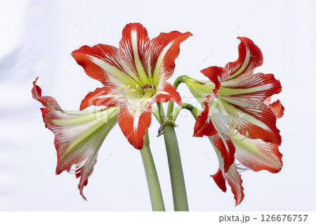 Vibrant Striped Amaryllis Blossoms Blooming on White Backdrop 126676757