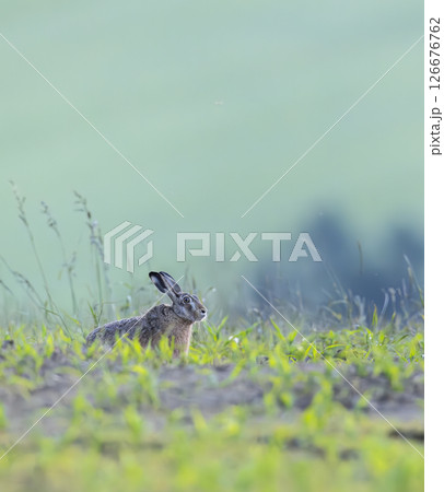 European hare hiding in green grass looking away in a field European hare hiding in green grass looking away in a field 126676762