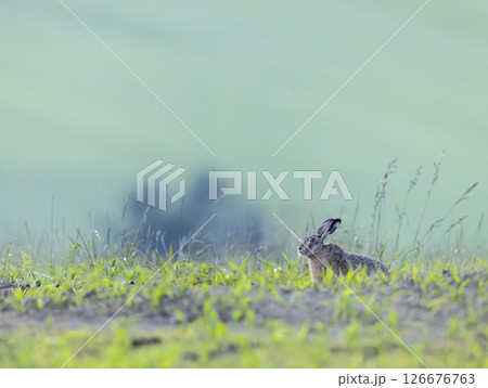 European hare resting in the green field during spring season 126676763