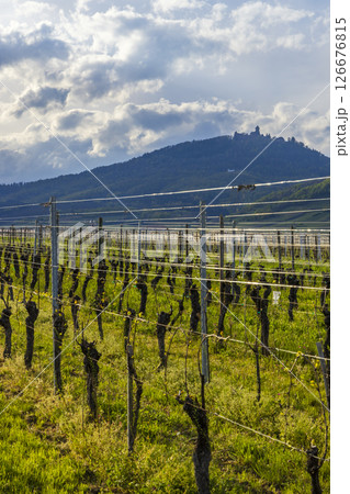 Vineyard in spring growing under the Haut Koenigsbourg Castle in Saint Hippolyte, France Vineyard in spring growing under the Haut Koenigsbourg Castle in Saint Hippolyte, France 126676815