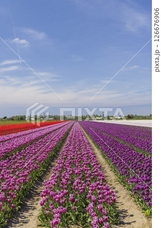 Colorful tulip fields blooming in spring in Hillegom, Netherlands 126676906
