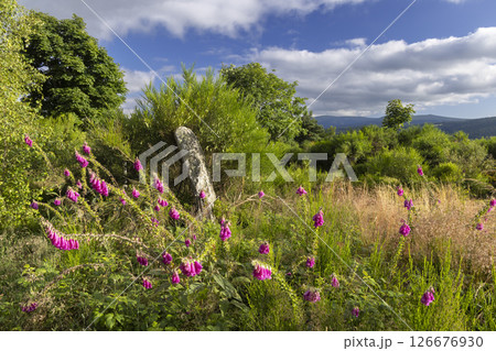 Foxgloves growing near an ancient standing stone in the scottish highlands Foxgloves growing near an ancient standing stone in the scottish highlands 126676930