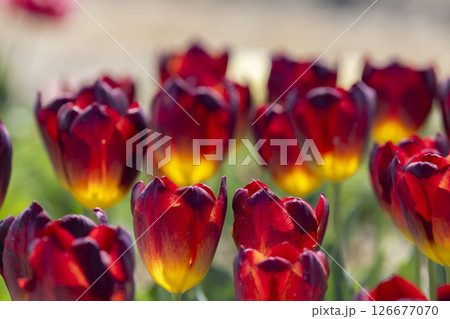 Red and yellow tulips blooming in springtime garden Red and yellow tulips blooming in springtime garden 126677070