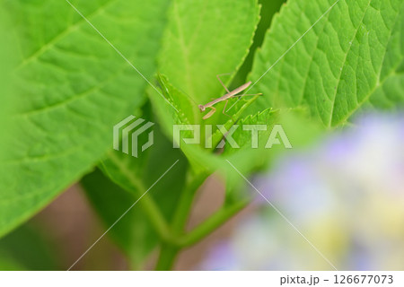 5月に庭のアジサイに現れたカマキリの幼虫 5月に庭のアジサイに現れたカマキリの幼虫 126677073